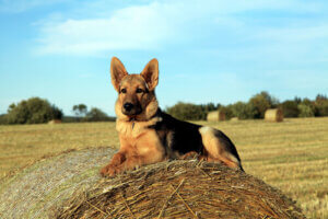 Une famille abandonne son chien qui l'a sauvée d'une attaque