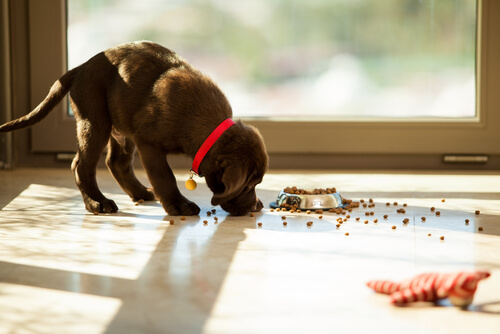 Mon chien mange sa nourriture hors de sa gamelle : pourquoi ?