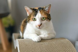 Mirtazapine chez le chat : posologie et effets secondaires