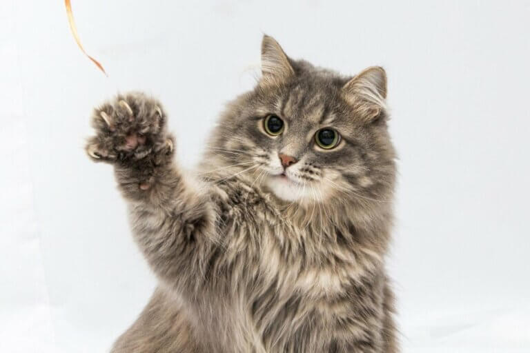 La couleur du pelage des chats détermine leur sexe