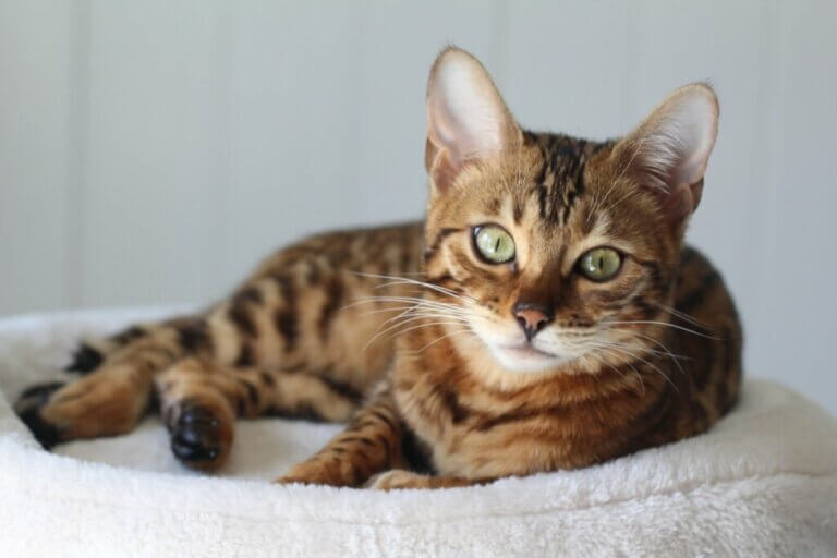 Vermifuger un chat : quand est-il approprié de le faire ?