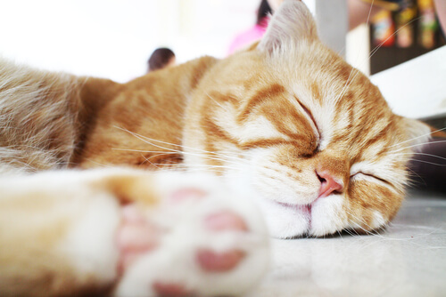 À quels endroits de la maison un chat dort-il ?