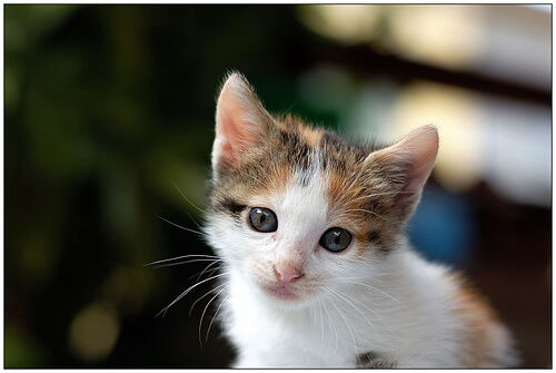 Ils sauvent un chaton utilisé comme jouet pour chiens