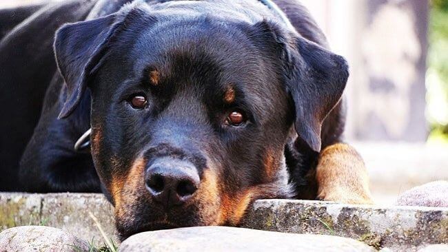 Dysfonctionnement cognitif chez les chiens âgés.