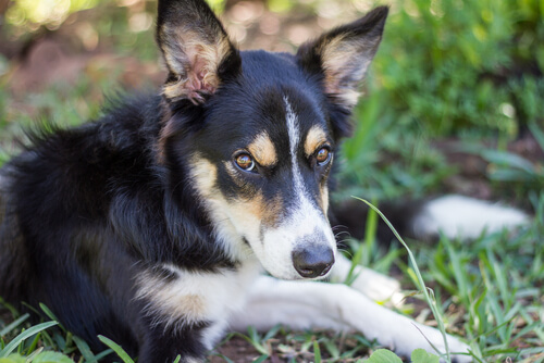 La tragique histoire du chien sans nom