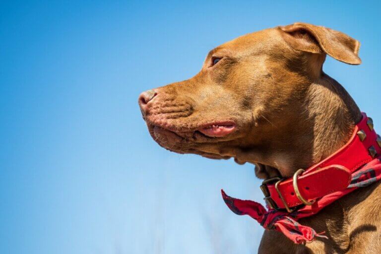 30 noms mythologiques pour chiens