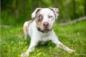 Les chiens peuvent-ils manger de la mangue ?