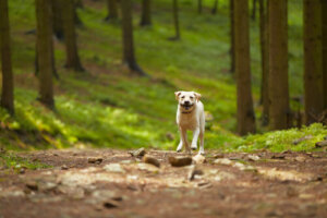 Ils sauvent 31 chiens qui vivaient dans une forêt avec un homme