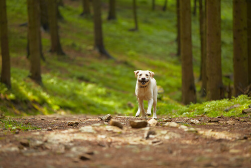 Ils sauvent 31 chiens qui vivaient dans une forêt avec un homme