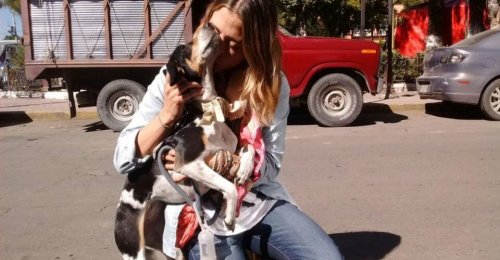 La compagnie aérienne perd leur chienne, le couple reçoit 10 vols gratuits