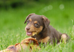Une femme identifiée pour avoir déposé de la nourriture empoisonnée dans des jardins publics