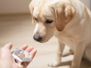 Sucralfate chez le chien : posologie et contre-indications