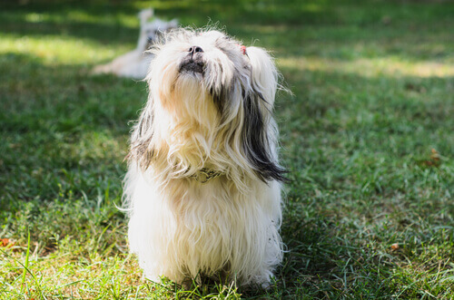 10 races de chiens à poils longs