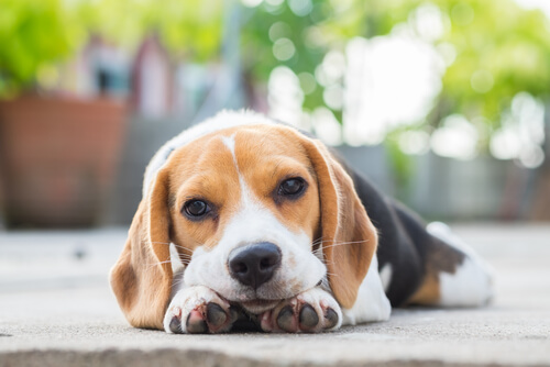 Chien seul toute la journée : que faire pour se rattraper ?
