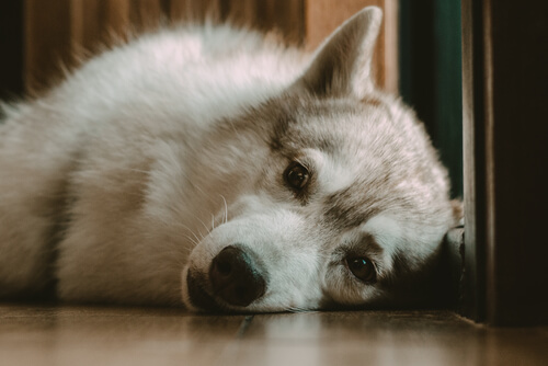 Mon chien se lève au milieu de la nuit : causes et solutions
