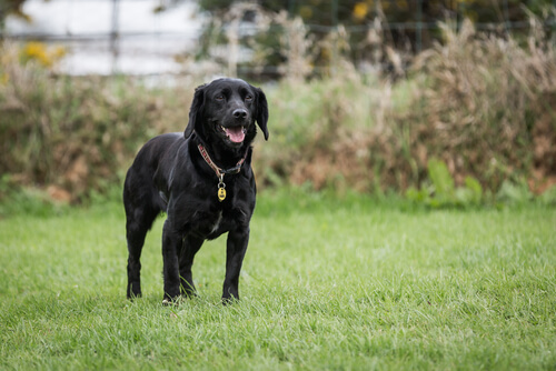 Un chien sauve son maître d'une morsure de serpent mortelle