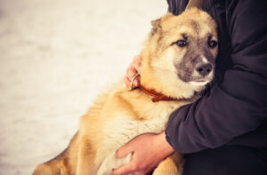 Une chienne sauve un nouveau-né jeté à la poubelle