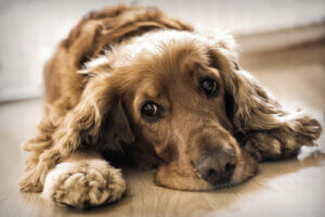 Les altérations de l'humeur des chiens