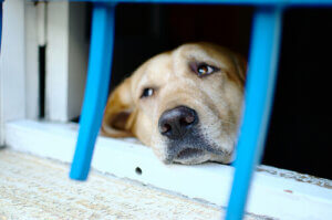 3 raisons pour lesquelles les personnes maltraitent les animaux