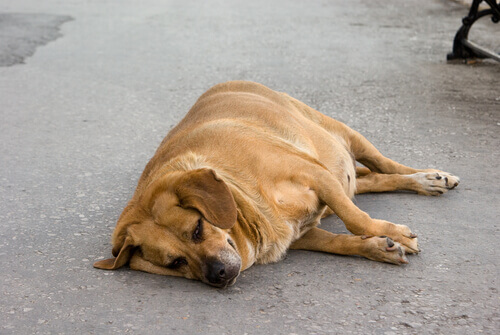 Ils sauvent une chienne enceinte alors qu'elle était à la limite de ses forces