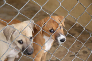 L'effrayante réalité des chiens en Thaïlande