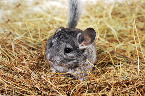 Chinchilla : caractéristiques, comportement et habitat