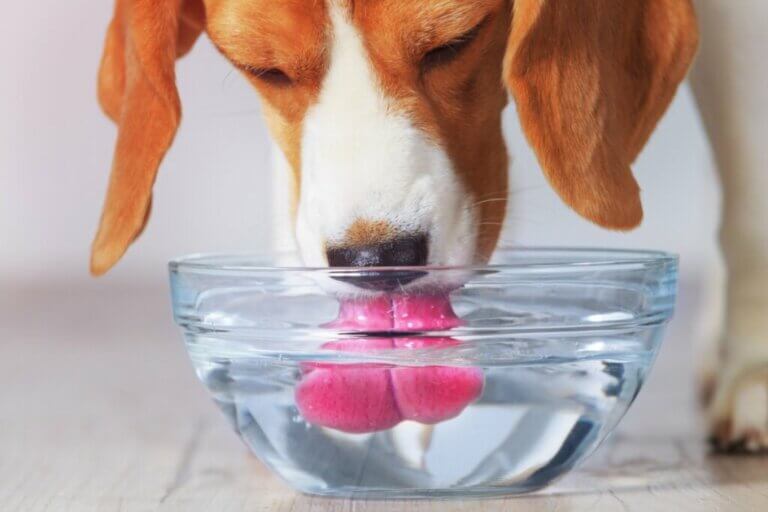 Quelle quantité d'eau un chiot doit-il boire ? Quelques conseils pour maintenir son hydratation