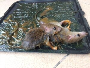 Infestation de souris : les différents solutions possibles