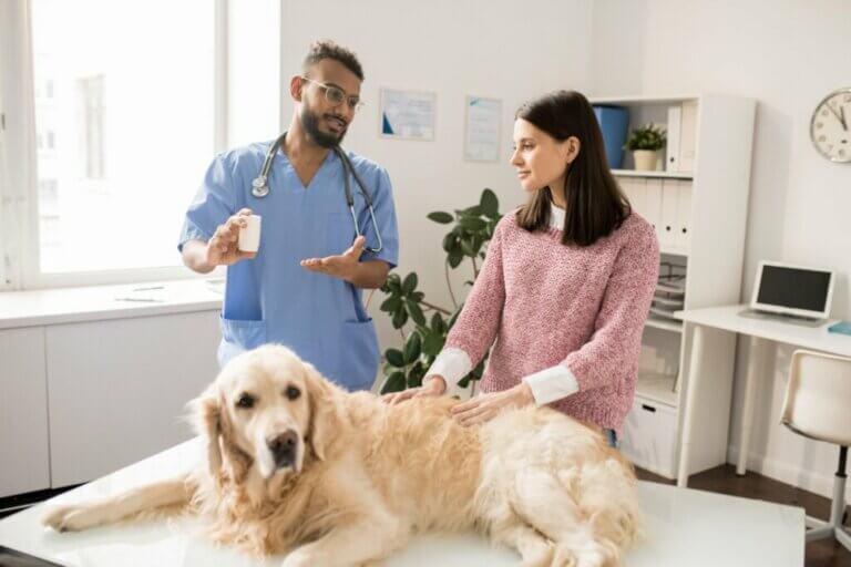 Dermatophytose chez le chien : causes, symptômes et traitement