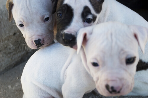 Une mère pitbull cherche de l'aide pour sauver ses chiots