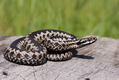 Différences entre les serpents et les vipères