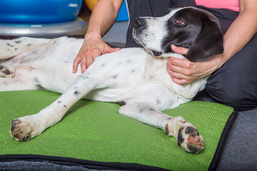 Diarrhée avec du sang chez le chien : causes et traitement