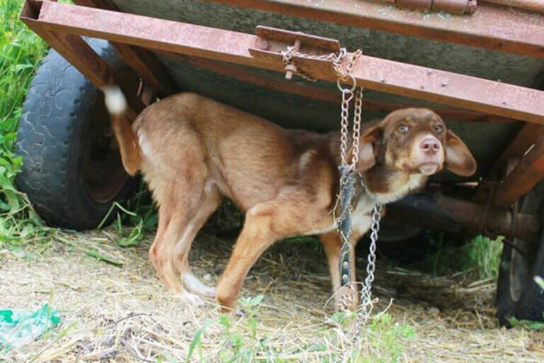 Un chien enchaîné et abandonné déborde maintenant d'amour pour sa nouvelle famille