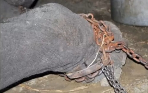 Éléphant enchaîné.