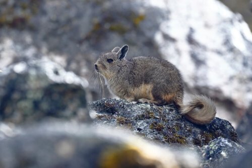 La faune de la cordillère des Andes