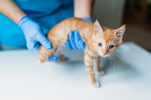 Insuffisance hépatique chez le chat : la jaunisse est le principal symptôme