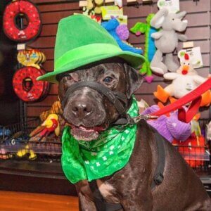 Jude, un pitbull enfin sauvé après avoir été forcé de se battre pendant des années