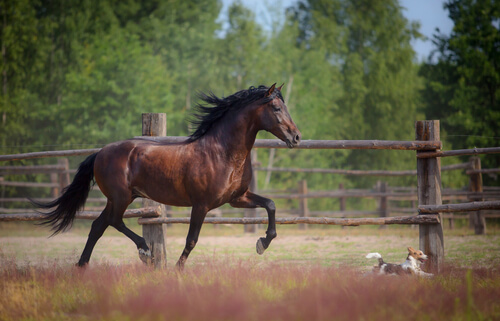 Le caractère du cheval