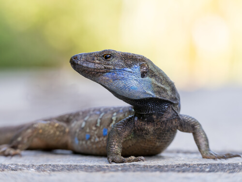 Queue du lézard : comment se régénère-t-elle ?