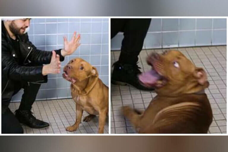 Un magicien fait un spectacle spécial dans un refuge pour animaux