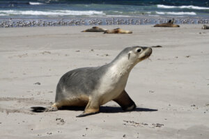 Les 8 mammifères marins les plus impressionnants