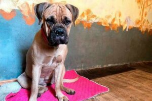 Une chienne parcourt des kilomètres en larmes pour retrouver ses maîtres qui l'ont abandonnée