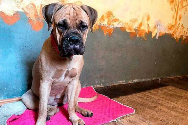 Une chienne parcourt des kilomètres en larmes pour retrouver ses maîtres qui l'ont abandonnée