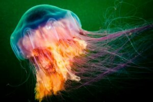 Les 5 méduses les plus venimeuses