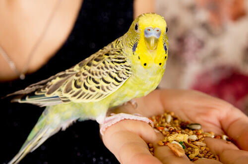 4 soins de base à prodiguer aux animaux de compagnie