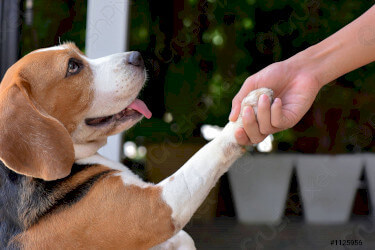 Pattes rouges chez le chien : causes et traitements
