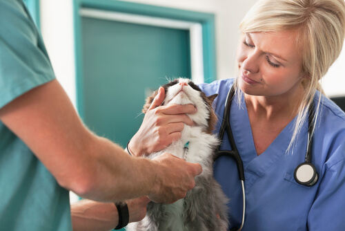 Comment prendre soin d'un chat après une opération ?