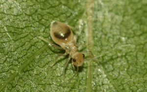 Poux des livres : qu'est-ce que c'est et comment s'en débarrasser ?
