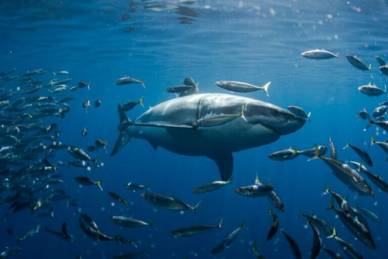 La vague de chaleur au Canada menace la vie marine