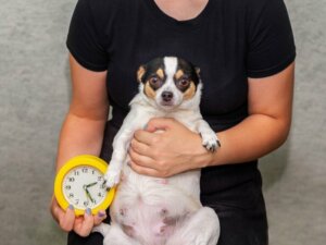 9 signes qui indiquent qu'une chienne va bientôt accoucher